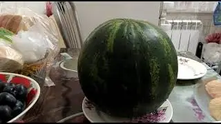 Супер сорт арбуза для Сибири!