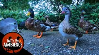Feeding the Ducks in the Evening - Mandarins - Mallards - Nature Relaxation Video