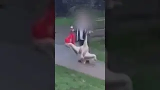 Disturbing video footage appears to show a man carrying a swan by its neck