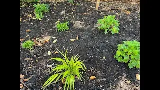 7 Essential Tips for Landscape Design (2024) #35