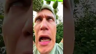Кот Ученый отвечает на вопрос: «Что такое манго?» 