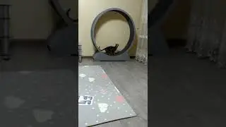 Анжела из Алматы Наше спасение   от ночных тыгыдыков и ожирения  Это Атрей🔥👍
