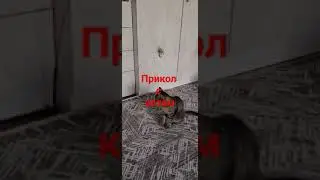 #shorts # животные#прикольныеживотные