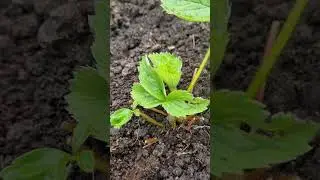 КЛУБНИКА (земляника)! Подготовка к ЗИМЕ!🍓🌱#сад #огород #дача #садовод #советы #интересно #ок #блогер