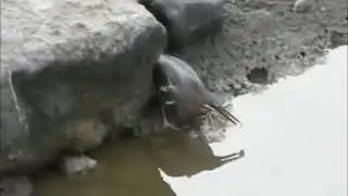 Рыбу губит открытый рот