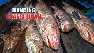 REJEKI Dapat ikan Sultan Mancing ikan kuro | Mancing di laut