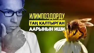 Илимпоздорду таң калтырган аарынын иш аракеттери!