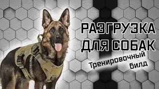 Тренировка собаки: как собрать шлейку?