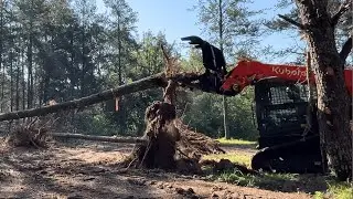 Pushing Over Tall Pine Trees with Kubota Skid Steer