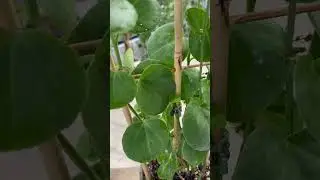 Циссус круглолистный #растения #plants#комнатныерастения