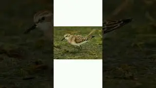 #shorts🐦👍Кулик-воробей