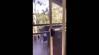 do cucaburra's like pasta