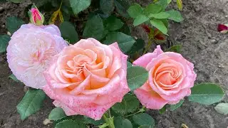 ROSE BLOOMING 2022🌹🥰. HEALING IN THE GARDEN🥰🐝❤️‍🔥💪