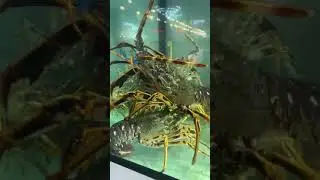 peppe di napoli ci mostra il pescato ...