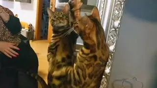 The cat washes a mirror. Spring Fever. Bengal cat
