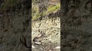 Лань европейская 