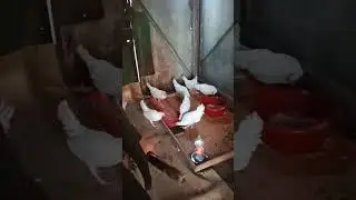 кто своровал курей?