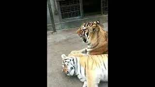 Tiger 247