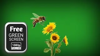 Bee flying green screen video effects | honey bee green screen | green screen bees flying