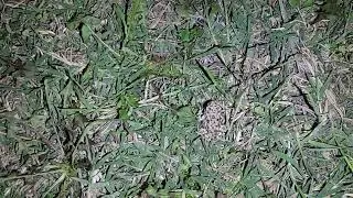 frogs