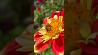 Bees Foraging for Food