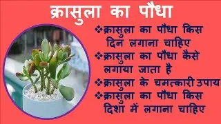 In which direction should you plant the Crassula plant? Where and on which day should you plant t...