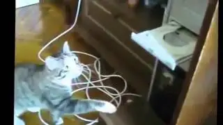 Супер Кошки ! Смешные Ржачные!!! Подборка Улётная!!!