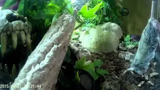 ROYAL PYTHON SLO-MO FEED