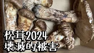 令和6年９月　信州の松茸がやられました