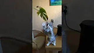 Котик и монстрера ☀️🤍