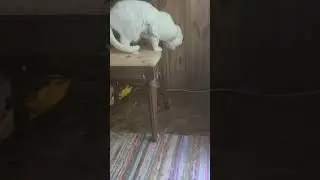 Cat Forgets How to Cat, Rat Forgets How to Rat.