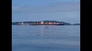 Spotting Harbor Seals and Harbor Porpoises