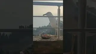 Гурзуф... Чайки... Ростов-Лобстер...