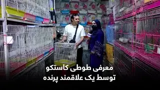 Introducing the Costco Parrot by a Birds fan / معرفی طوطی کاستکو توسط یک علاقمند پرنده