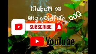 Yan po ang mga alaga Kong isda Ganda po nila