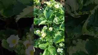 Купчиха