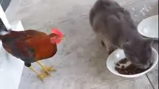 АХ, УЖ ЭТИ НЕУГОМОННЫЕ КОШКИ
