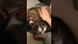 All Star but it's played on a sleeping pupper