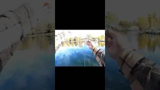 Ловили таких ультра лайтовых судачков?) #fish #fishing #fishingvideo #рыбалка #zanderfishing #zander