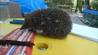 Ежик в Плесо