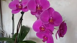 Африканская королева🌺 Сравниваем с Джойрайдом🌺