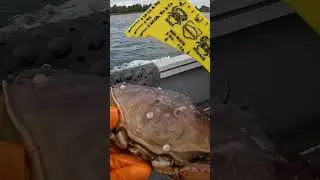 About as LOADED as It Gets