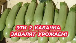 ЭТИ 2 КАБАЧКА ЗАВАЛЯТ УРОЖАЕМ! Очень урожайные сорта кабачков! Посадите не пожалеете!