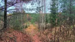 Осенний лес. ч.7. Октябрь 2024