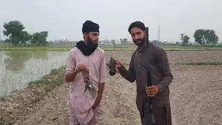 Hunting birds With air gun ||