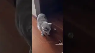 #shorts hahahah omg #shorts #funny #funny #funnyshorts #funnyvideo