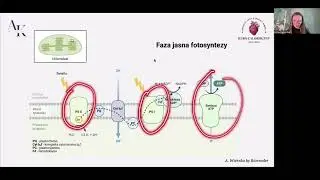 FOTOSYNTEZA FAZA JASNA