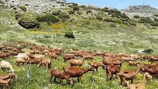 هجرة راعي الماعز إلى الجبال في ظروف صعبة وقاهرة  بدون الكلبة لايكة يوم اسود