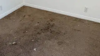 Rotovac 360 Restoring almost lost carpets