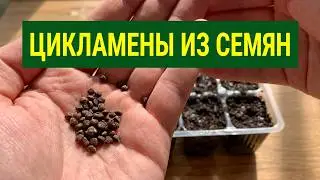 🌸 Выращивание цикламенов из семян 🌸 Первый опыт: ошибки в посеве семян цикламенов 🌸 Часть 1